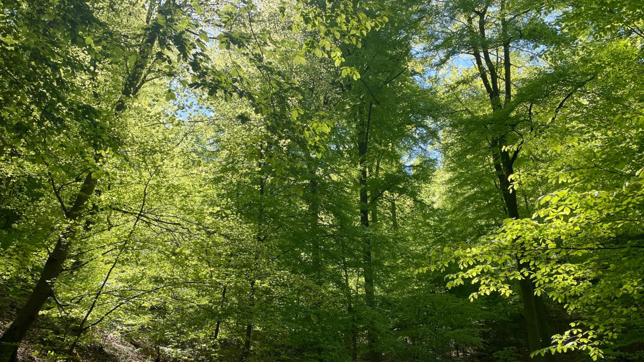 Maigrün in Boppard