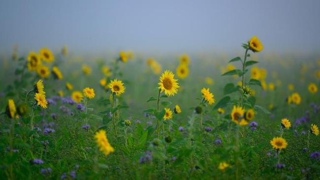 Sonnenblumen im Herbst