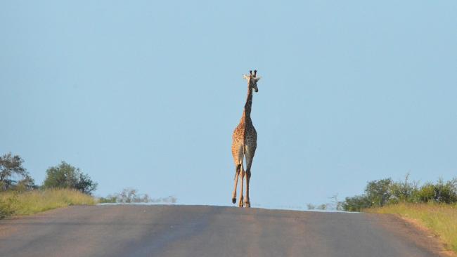 giraffe-103~_v-videowebl